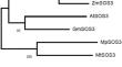 Molecular cloning and characterization of a salt overly sensitive3 (SOS3) gene from the halophyte Pongamia.