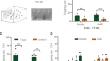 Benzaldehyde acts as a behaviorally active component in brewer's yeast protein powder which attracts B. dorsalis through olfaction.