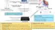 Improved blockchain-based user authentication protocol with ring signature for internet of medical things