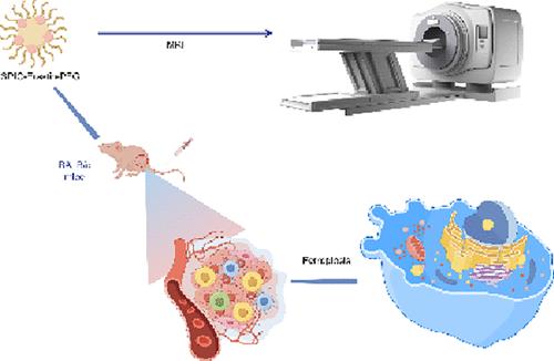 Superparamagnetic Iron Oxide–Erastin–Polyethylene Glycol Nanotherapeutic Platform: A Ferroptosis-Based Approach for the Integrated Diagnosis and Treatment of Nasopharyngeal Cancer
