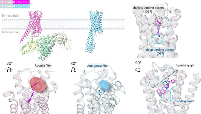 Piecing together aminergic polypharmacology