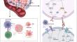 The roles of PD-L1 in the various stages of tumor metastasis.