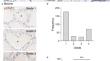 In the Murine and Bovine Maternal Mammary Gland Signal Transducer and Activator of Transcription 3 is Activated in Clusters of Epithelial Cells around the Day of Birth.