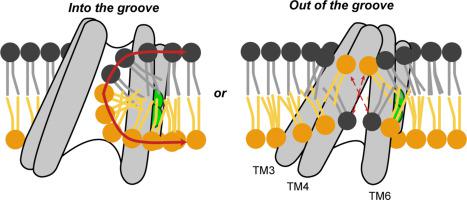 In or out of the groove? Mechanisms of lipid scrambling by TMEM16 proteins