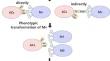 Mechanism of efferocytosis in atherosclerosis.