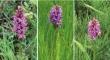 Marsh-orchids of Canada: long-standing mysteries partially solved