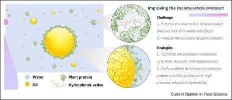 Encapsulation of hydrophobic active ingredients in plant proteins: modulation of interfacial properties and encapsulation efficiency