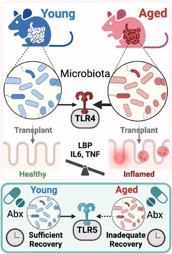 Aging amplifies a gut microbiota immunogenic signature linked to heightened inflammation