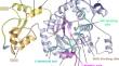 The Impact of Terminal Peptide Extensions of Retinal Inosine 5´Monophosphate Dehydrogenase 1 Isoforms on their DNA-binding Activities.