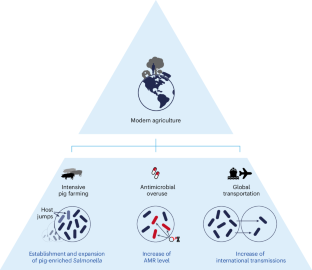 Global spread of Salmonella enterica due to centralized industrialization of pig farming