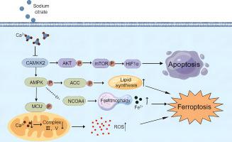 Sodium citrate targeting Ca2+/CAMKK2 pathway exhibits anti-tumor activity through inducing apoptosis and ferroptosis in ovarian cancer