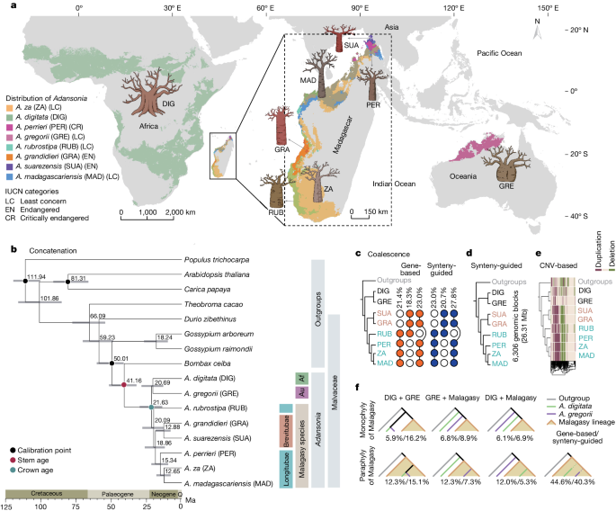 The rise of baobab trees in Madagascar