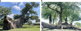 Baobabs as symbols of resilience