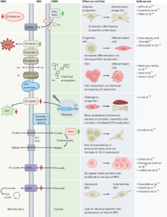 Mitochondrial heterogeneity and adaptations to cellular needs