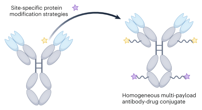 Homogeneous multi-payload antibody–drug conjugates