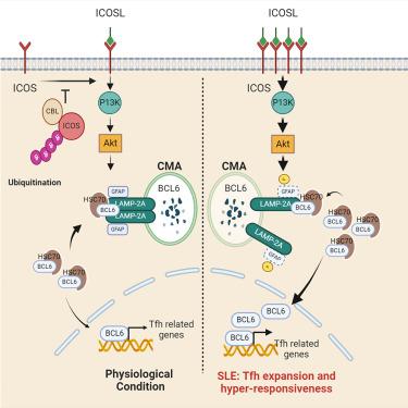 Deficiency of CBL and CBLB ubiquitin ligases leads to hyper T follicular helper cell responses and lupus by reducing BCL6 degradation