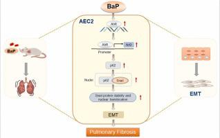 Benzo[a]pyrene evokes epithelial-mesenchymal transition and pulmonary fibrosis through AhR-mediated Nrf2-p62 signaling