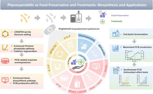 Enhancing Phycocyanobilin Production Efficiency in Engineered Corynebacterium glutamicum: Strategies and Potential Application