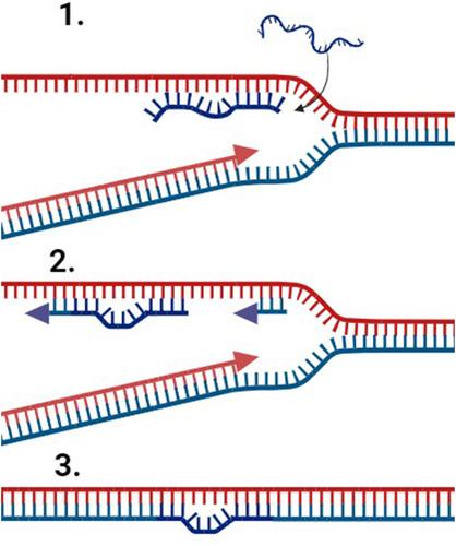 The recombination initiation functions DprA and RecFOR suppress microindel mutations in Acinetobacter baylyi ADP1