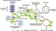 Mitophagy in health and disease. Molecular mechanisms, regulatory pathways, and therapeutic implications