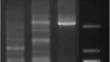 Molecular Cloning and Functional Analysis of ScHAK10 Gene Promoter from Sugarcane (Saccharum officinarum L.)