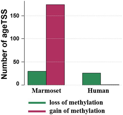 Age-related and species-specific methylation changes in the protein-coding marmoset sperm epigenome