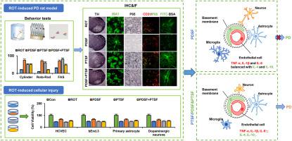 The necessity of eliminating the interference of panaxatriol saponins to maximize the preventive effect of panaxadiol saponins against Parkinson's disease in rats