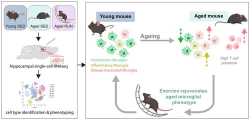 Exercise rejuvenates microglia and reverses T cell accumulation in the aged female mouse brain