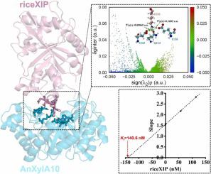 Antioxidant capacity of xylooligosaccharides generated from beechwood xylan by recombinant family GH10 Aspergillus niger xylanase A and insights into the enzyme's competitive inhibition by riceXIP