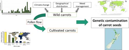 Pollen-mediated gene flow from wild carrots (Daucus carota L. subsp. carota) affects the production of commercial carrot seeds (Daucus carota L. subsp. sativus) internationally and in New Zealand in the context of climate change: A systematic review.