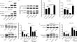 Heparanase accelerates the angiogenesis and inhibits the ferroptosis of p53-mutant non-small cell cancers in VEGF-dependent manner