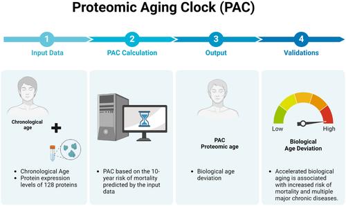 Proteomic aging clock (PAC) predicts age-related outcomes in middle-aged and older adults