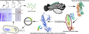 Expression of Recombinant Stonustoxin Alpha Subunit and Preparation of polyclonal antiserum for Stonustoxin Neutralization Studies.