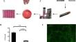 Porcine lung tissue slices: a culture model for PRCV infection and innate immune response investigations.