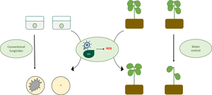 Photodynamic Inactivation in agriculture: combating fungal phytopathogens resistant to conventional treatment.