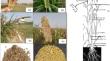 Omics-driven utilization of wild relatives for empowering pre-breeding in pearl millet.