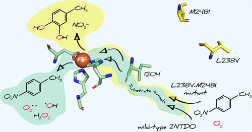 Elucidating the Role of O2 Uncoupling for the Adaptation of Bacterial Biodegradation Reactions Catalyzed by Rieske Oxygenases