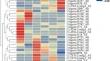 Expression Profiling of the 56 R2R3-MYB Family Genes in Response to Cold, Drought, and Salt Stress in Blue Honeysuckle (Lonicera caerulea L.)