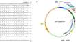 Molecular Cloning, Expression and Enzymatic Characterization of Tetrahymena thermophila Glutathione-S-Transferase Mu 34.