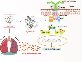 Bicyclol mitigates lipopolysaccharide-induced acute lung injury through myeloid differentiation factor 88 inhibition