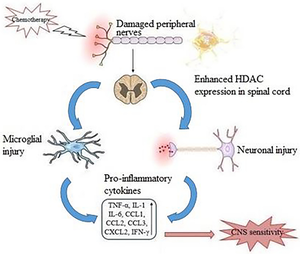 HDAC inhibitors as a potential therapy for chemotherapy-induced neuropathic pain.