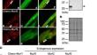 Murf1 alters myosin replacement rates in cultured myotubes in a myosin isoform-dependent manner.