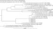 Obtaining Analogues of Fermented Milk Products from Seed Meal Using New Strains of Lactic Acid Bacteria