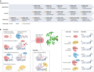 Engineering good viruses to improve crop performance