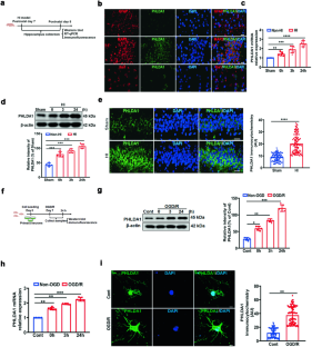 PHLDA1 contributes to hypoxic ischemic brain injury in neonatal rats via inhibiting FUNDC1-mediated mitophagy.