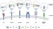 Targeting CD44 and other pleiotropic co-receptors as a means for broad inhibition of tumor growth and metastasis.