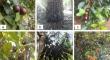 Promising bioactive compounds and biological activities of native Brazilian berries from Myrtaceae and Arecaceae families