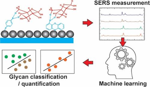 Direct Glycan Analysis of Biological Samples and Intact Glycoproteins by Integrating Machine Learning-Driven Surface-Enhanced Raman Scattering and Boronic Acid Arrays