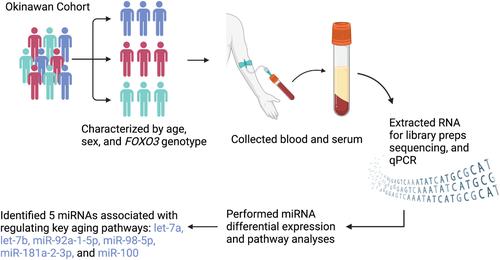 Circulating microRNA profile of long-lived Okinawans identifies novel potential targets for optimizing lifespan and health span