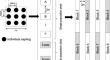 Different responses of herbivore abundance to plant genotypic diversity depending on herbivore host specificity